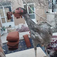 مرغ لاری|حیوانات مزرعه|یزد, |دیوار