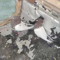 سینه سرخ|پرنده|فولادشهر, B8|دیوار