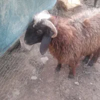 بره|حیوانات مزرعه|دزفول, |دیوار