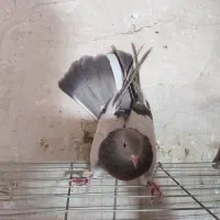 کفتراصفهانی|پرنده|برخوار, |دیوار