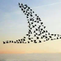 پرنده پیدا شده است