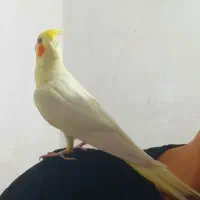 یک عروس هلندی دستی