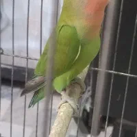 طوطی برزیلی صورت هولی ماده.فوری|پرنده|تهران, مینای شمالی (مخبر)|دیوار