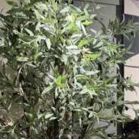 درختچه تنه طبیعی زیتون