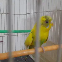 سلام