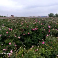 نهال گل محمدی|گل و گیاه طبیعی|مشهد, فرخد|دیوار