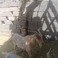 نری سانن برای تخم|حیوانات مزرعه|زرند, |دیوار