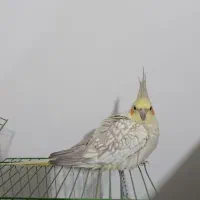 عروس هلندی|پرنده|آشخانه, |دیوار