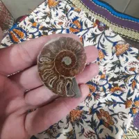 یک قطعه فسیل آمونیت