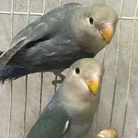 کوتوله برزیلی|پرنده|مشهد, هنرستان|دیوار