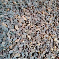 کشمش آفتابی بوانات