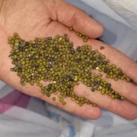 ماش یا ماشک