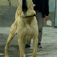 ماده سرابی درجه یک