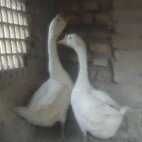 قوغاز یک جفت نر و ماده