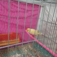 قناری مست مست باخرز