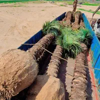 ذخیره گاه ژنتیکی نخل پالم فنیکس مرکز تحقیقات جهاد|خدمات باغبانی و درختکاری|قم, دورشهر|دیوار
