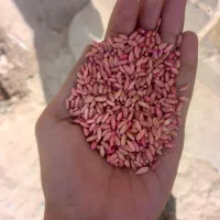 گندم اذردا  کودشت و کریم|گل و گیاه طبیعی|بجنورد, |دیوار