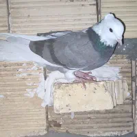 کفتر|پرنده|شاهینشهر, شهرک هشت بهشت|دیوار