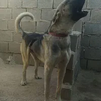 سگ پژدر|سگ|اهواز, فدک|دیوار