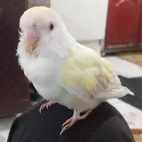 طوطی کوتوله|پرنده|کرباسک, |دیوار