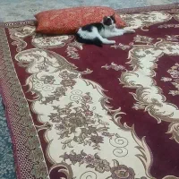 بچه گربه|گربه|ساوه, |دیوار