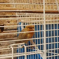 ۲ عدد قناری نر از نژاد مزایکی