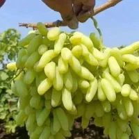 هرس درخت انگور وغیره|خدمات باغبانی و درختکاری|بیرجند, |دیوار