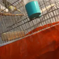 تعویض قناری ماده آماده باقناری نراماده سفت