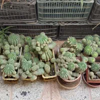 واگذاری کلیه کاکتوس ها|گل و گیاه طبیعی|فولادشهر, B2|دیوار