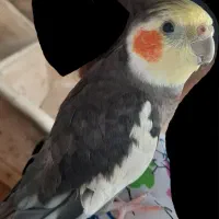 عروس هلندی گمشده