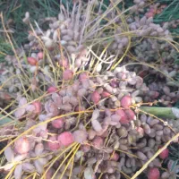 فروش کنگو برای حیوان.