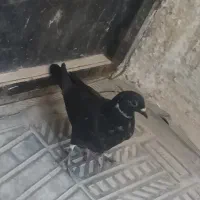 کبوتر