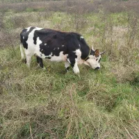 چالوسی گاو با لیشه سیمینتال