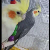 عروس هلندی نر و ماده و جوجه 6ماه آنها