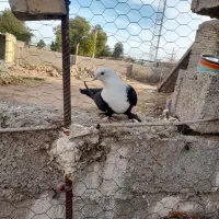 کبوتر|پرنده|سوسنگرد, |دیوار