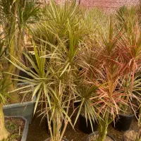 گل دراسینا چندشاخه بزرگ|گل و گیاه طبیعی|رشت, بیجارپس|دیوار