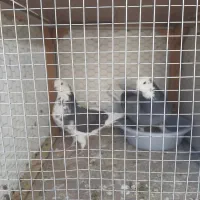 کفتر باخت رفته