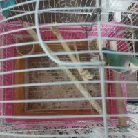 طوطی برزیلی