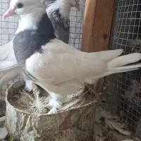 جوجه طوقی نقش