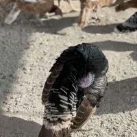 بوقلمون|حیوانات مزرعه|سرپل ذهاب, |دیوار