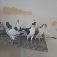 کفتر|پرنده|مشهد, محمدآباد|دیوار