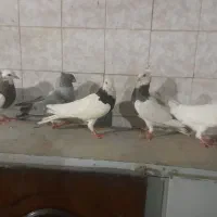 کبوتر گرفتنی ۲۰۰