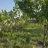 فروش باغ|فروش زمین و ملک کلنگی|مشهد, گنبدواز|دیوار