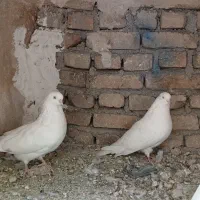 کبوتر چشم سفید نوک ریز