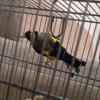 دوعدد سره رسمی