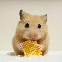 از تولید شخصی تا فروش تخصصی همستر نژادهای مختلف|موش و خرگوش|اصفهان, آهنگران|دیوار