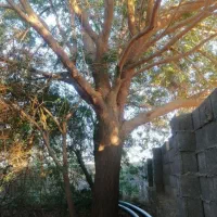 خرید چوب و برش رایگان