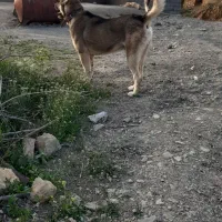 سگ پژدر|سگ|کامیاران, |دیوار