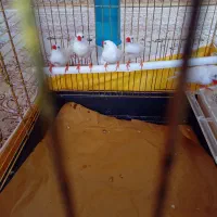 تعدادی فنج دانه ۱۴۰ هزار|پرنده|هشتگرد, فاز ۷ مهستان|دیوار