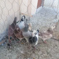 7عدد کبوتر پرشی|پرنده|سبزوار, جنت|دیوار